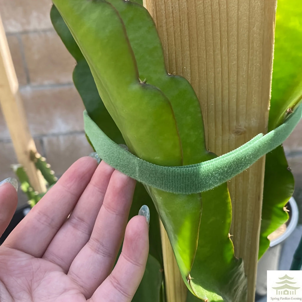 2M Nylon Plant Ties Plant Bandage Hook Tie Loop Adjustable Plant Support Reusable Fastener Tape for Home Garden Accessories
